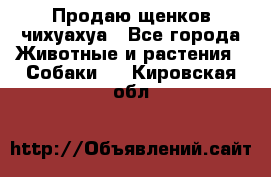 Продаю щенков чихуахуа - Все города Животные и растения » Собаки   . Кировская обл.